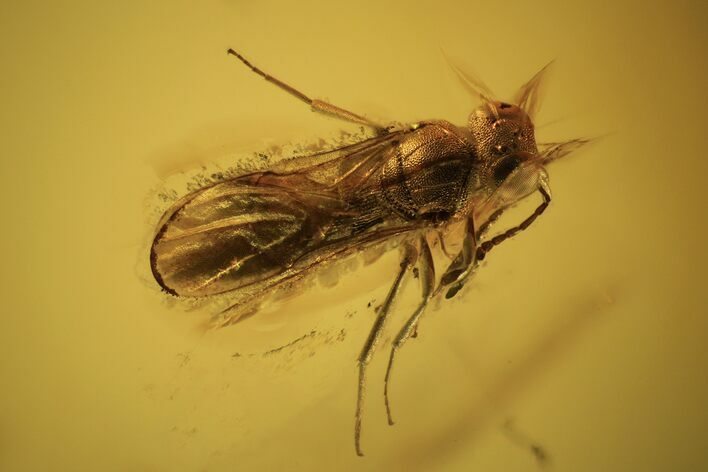 Fossil Wasp (Hymenoptera) In Baltic Amber - Fantastic Eyes #105477